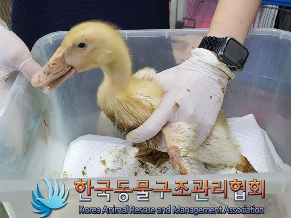 [기타축종] 오리 이미지 파일 입니다.